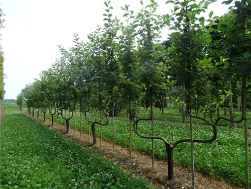 Apfel 'Elstar' mittel - Malus 'Elstar' CAC - Formgehölze