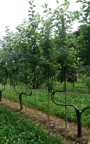 Malus 'Elstar' CAC - Formgehölze