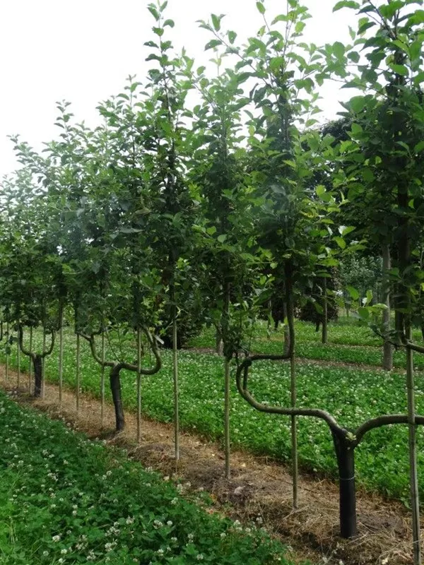 Apfel 'Elstar' mittel - Malus 'Elstar' CAC - Formgehölze