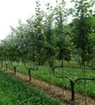 Apfel 'Elstar' mittel - Malus 'Elstar' CAC - Formgehölze