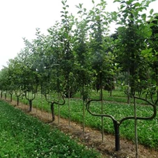 Malus 'Elstar' CAC - Formgehölze, mDb Spalier 160x160 cm Sth. 50 cm 12- 14