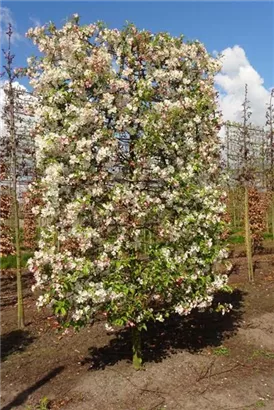 Zierapfel 'Evereste' -R- - Malus 'Evereste' -R- CAC
