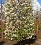 Zierapfel 'Evereste' -R- - Malus 'Evereste' -R- CAC