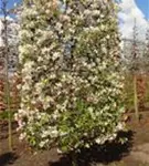 Zierapfel 'Evereste' -R- - Malus 'Evereste' -R- CAC