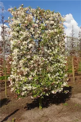 Zierapfel 'Evereste' -R- - Malus 'Evereste' -R- CAC