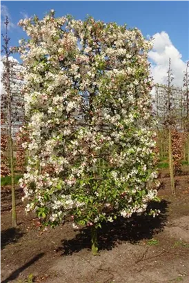 Zierapfel 'Evereste' -R- - Malus 'Evereste' -R- CAC