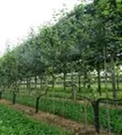 Apfel 'Notaris' - Malus 'Notaris' CAC - Formgehölze