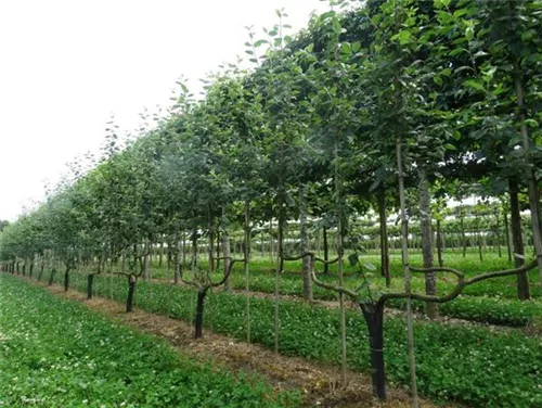 Apfel 'Notaris' - Malus 'Notaris' CAC - Formgehölze