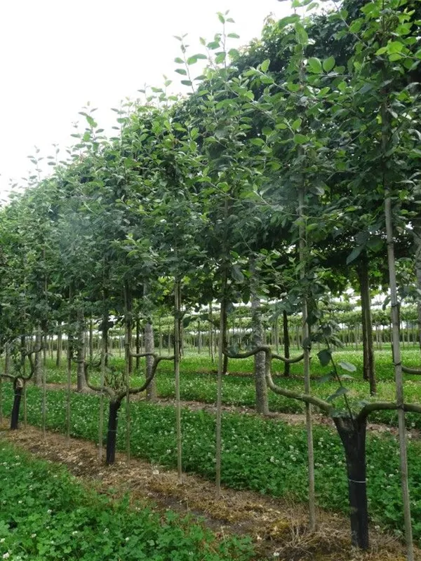 Apfel 'Notaris' - Malus 'Notaris' CAC - Formgehölze
