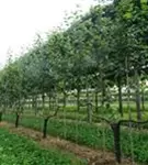 Apfel 'Notaris' - Malus 'Notaris' CAC - Formgehölze