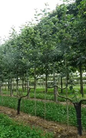 Malus 'Notaris' CAC - Formgehölze