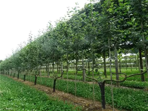 Apfel 'Notaris' - Malus 'Notaris' CAC - Formgehölze