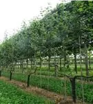 Apfel 'Notaris' - Malus 'Notaris' CAC - Formgehölze
