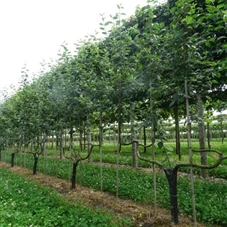 Malus 'Notaris' CAC - Formgehölze, mDb Spalier 160x160 cm Sth. 50 cm 12- 14