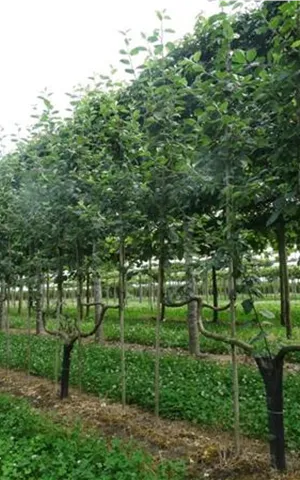 Malus 'Notaris' CAC - Formgehölze