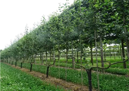 Malus 'Notaris' CAC - Formgehölze - Apfel 'Notaris'