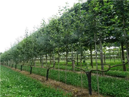 Apfel 'Notaris' - Malus 'Notaris' CAC - Formgehölze