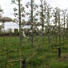 Malus 'Notaris' CAC - Formgehölze, mDb Spalier 160x160 cm Sth. 50 cm 14- 16 Malus 'Notaris' CAC - Formgehölze, mDb Spalier 160x160 cm Sth. 50 cm 14- 16
