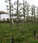 Apfel 'Notaris' - Malus 'Notaris' CAC - Formgehölze