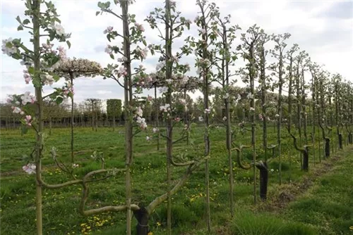 Apfel 'Notaris' - Malus 'Notaris' CAC - Formgehölze