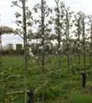 Apfel 'Notaris' - Malus 'Notaris' CAC - Formgehölze