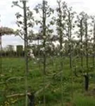 Apfel 'Notaris' - Malus 'Notaris' CAC - Formgehölze