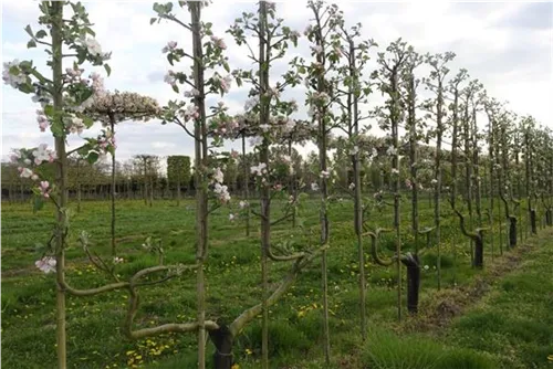 Apfel 'Notaris' - Malus 'Notaris' CAC - Formgehölze