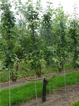 Apfel 'Roter Boskoop' spät - Malus 'Roter Boskoop' CAC - Formgehölze