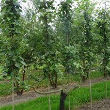 Malus 'Roter Boskoop' CAC - Formgehölze, mDb Spalier 160x160 cm Sth. 50 cm 14- 16 Malus 'Roter Boskoop' CAC - Formgehölze, mDb Spalier 160x160 cm Sth. 50 cm 14- 16