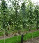 Apfel 'Roter Boskoop' spät - Malus 'Roter Boskoop' CAC - Formgehölze