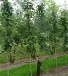 Apfel 'Roter Boskoop' spät - Malus 'Roter Boskoop' CAC - Formgehölze