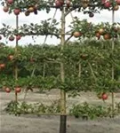 Apfel 'Roter Boskoop' spät - Malus 'Roter Boskoop' CAC - Formgehölze