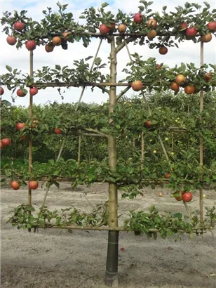Apfel 'Roter Boskoop' spät - Malus 'Roter Boskoop' CAC - Formgehölze