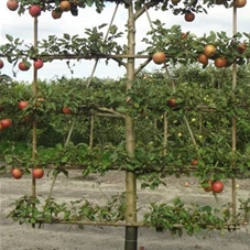 Malus 'Roter Boskoop' CAC - Formgehölze, mDb Spalier 160x160 cm Sth. 50 cm 16- 18 Malus 'Roter Boskoop' CAC - Formgehölze, mDb Spalier 160x160 cm Sth. 50 cm 16- 18