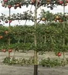 Apfel 'Roter Boskoop' spät - Malus 'Roter Boskoop' CAC - Formgehölze