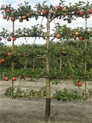 Apfel 'Roter Boskoop' spät - Malus 'Roter Boskoop' CAC - Formgehölze