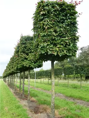 Eisenbaum - Parrotia persica - Formgehölze