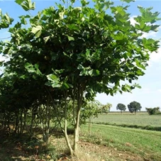 Platanus hispanica 'Malburg' - Formgehölze, MDb mehrstämmig 350- 400