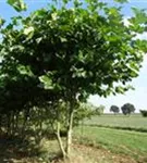 Platane - Platanus hispanica 'Malburg' - Formgehölze