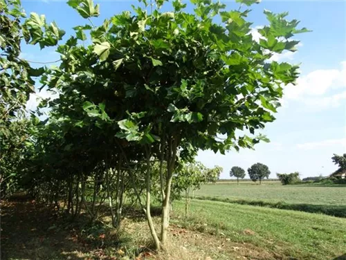 Platane - Platanus hispanica 'Malburg' - Formgehölze