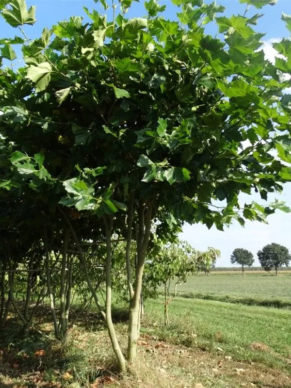 Platane - Platanus hispanica 'Malburg' - Formgehölze
