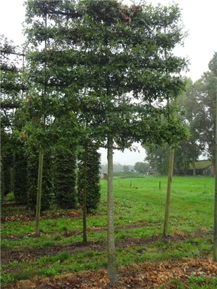 Sumpf-Eiche - Quercus palustris - Formgehölze