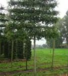 Sumpf-Eiche - Quercus palustris - Formgehölze