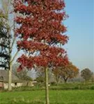 Sumpf-Eiche - Quercus palustris - Formgehölze