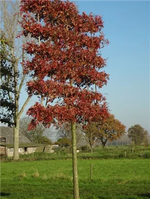 Sumpf-Eiche - Quercus palustris - Formgehölze
