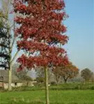 Sumpf-Eiche - Quercus palustris - Formgehölze