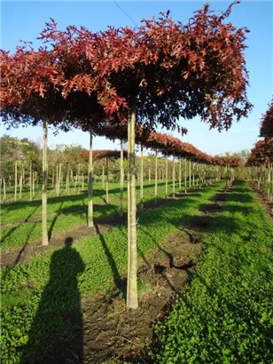 Sumpf-Eiche - Quercus palustris - Formgehölze