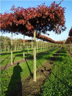 Sumpf-Eiche - Quercus palustris - Formgehölze