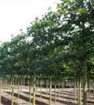 Kaiserlinde 'Pallida' - Tilia europaea 'Pallida' - Formgehölze