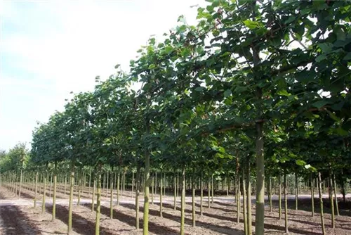 Kaiserlinde 'Pallida' - Tilia europaea 'Pallida' - Formgehölze